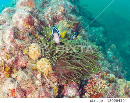 美しいイソギンチャク畑の可愛いクマノミ（クマノミ亜科）のペア他。賀茂郡南伊豆町中木ヒリゾ浜-2024 120664394