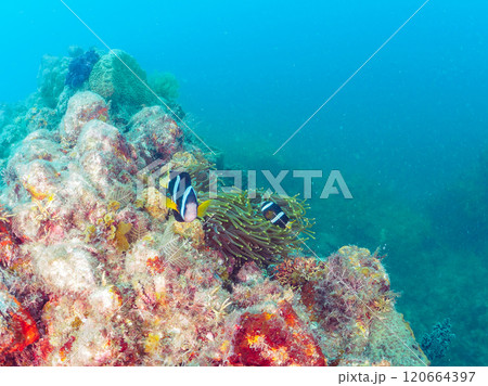 美しいイソギンチャク畑の可愛いクマノミ（クマノミ亜科）のペア他。賀茂郡南伊豆町中木ヒリゾ浜-2024 120664397