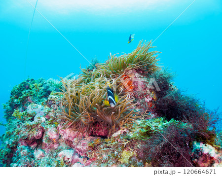 ヒリゾ浜の美しいイソギンチャク畑で卵を守る可愛いクマノミ（クマノミ亜科）のペア。中木ヒリゾ浜2024 120664671