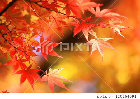 鮮やかな紅葉 鮮やかな紅葉 120664691