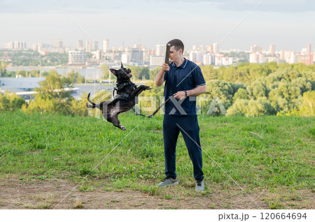 Pit bull terrier jumps for a stick. Guy training a dog.  120664694