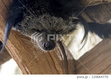 木登り名人のビントロングの顔、別名クマネコ【ジャコウネコ科】 木登り名人のビントロングの顔、別名クマネコ【ジャコウネコ科】 120664770