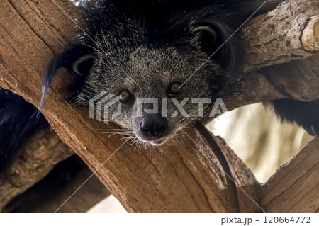 木登り名人のビントロングの顔、別名クマネコ【ジャコウネコ科】 木登り名人のビントロングの顔、別名クマネコ【ジャコウネコ科】 120664772