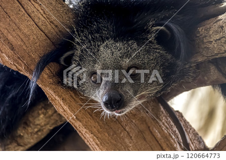 木登り名人のビントロングの顔、別名クマネコ【ジャコウネコ科】 木登り名人のビントロングの顔、別名クマネコ【ジャコウネコ科】 120664773