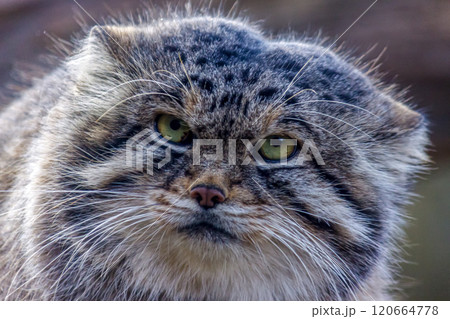 目の端から頬に黒色の縞が特長のマヌルネコ 、別名モウコヤマネコ 120664778