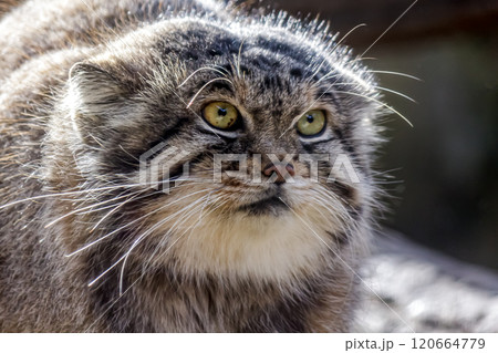 目の端から頬に黒色の縞が特長のマヌルネコ 、別名モウコヤマネコ 120664779