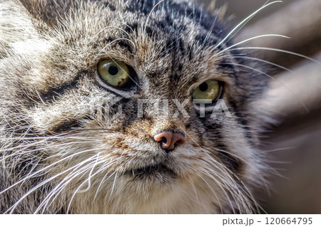 目の端から頬に黒色の縞が特長のマヌルネコ 、別名モウコヤマネコ 120664795