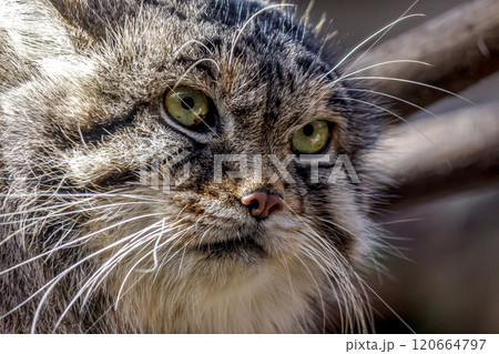 目の端から頬に黒色の縞が特長のマヌルネコ 、別名モウコヤマネコ 120664797