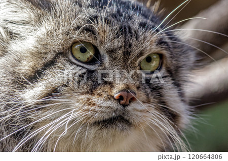 目の端から頬に黒色の縞が特長のマヌルネコ 、別名モウコヤマネコ 120664806