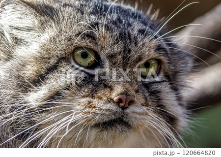 目の端から頬に黒色の縞が特長のマヌルネコ 、別名モウコヤマネコ 120664820