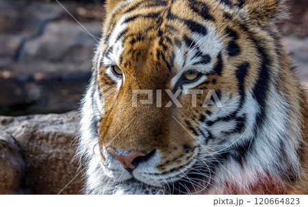 四肢内側は意外に白い猛獣トラだが、ネコに似てかわいい顔だち 四肢内側は意外に白い猛獣トラだが、ネコに似てかわいい顔だち 120664823