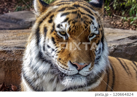 四肢内側は意外に白い猛獣トラだが、ネコに似てかわいい顔だち 120664824