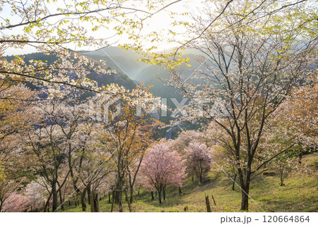 桜満開の世界遺産 早朝の吉野山 桜満開の世界遺産 早朝の吉野山 120664864