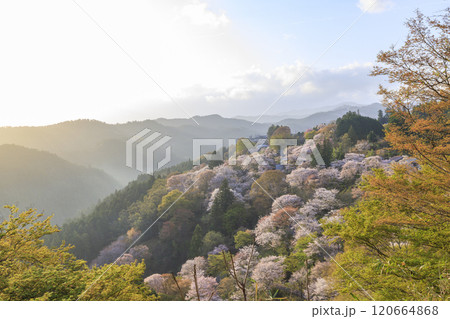 桜満開の世界遺産 早朝の吉野山 桜満開の世界遺産 早朝の吉野山 120664868