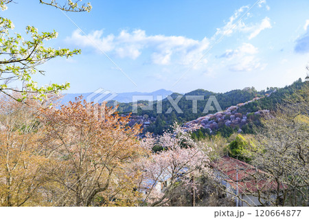 桜満開の世界遺産 早朝の吉野山 桜満開の世界遺産 早朝の吉野山 120664877