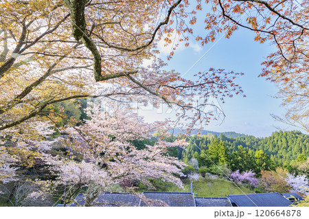 桜満開の世界遺産　早朝の吉野山 120664878