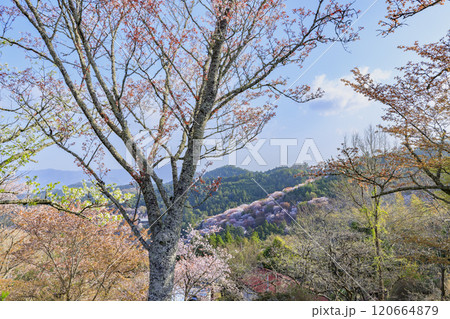 桜満開の世界遺産　早朝の吉野山 120664879