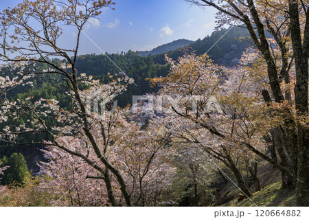 桜満開の世界遺産　早朝の吉野山 120664882