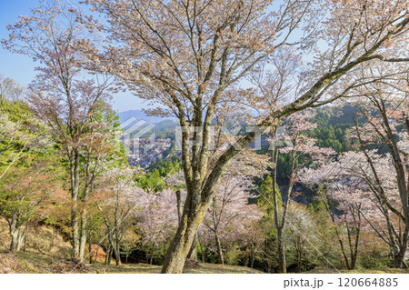 桜満開の世界遺産　早朝の吉野山 120664885