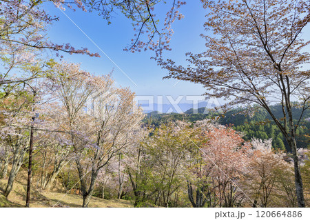 桜満開の世界遺産　早朝の吉野山 120664886