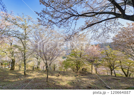 桜満開の世界遺産　早朝の吉野山 120664887