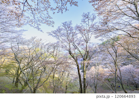 桜満開の世界遺産　早朝の吉野山 120664893