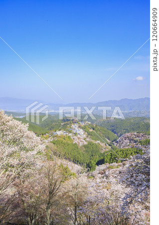桜満開の世界遺産 早朝の吉野山 桜満開の世界遺産 早朝の吉野山 120664909