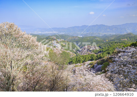 桜満開の世界遺産 早朝の吉野山 桜満開の世界遺産 早朝の吉野山 120664910