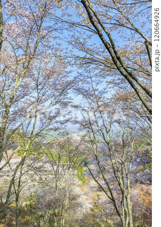 桜満開の世界遺産　早朝の吉野山 120664926