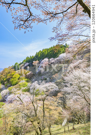 桜満開の世界遺産 早朝の吉野山 桜満開の世界遺産 早朝の吉野山 120664941