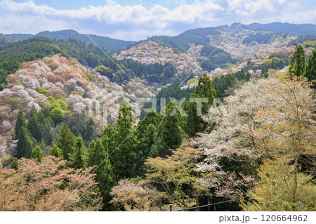 桜満開の世界遺産 早朝の吉野山 桜満開の世界遺産 早朝の吉野山 120664962