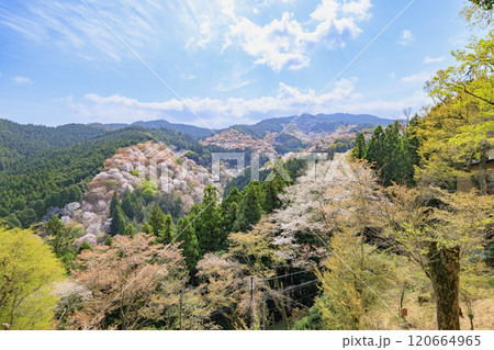 桜満開の世界遺産　早朝の吉野山 120664965