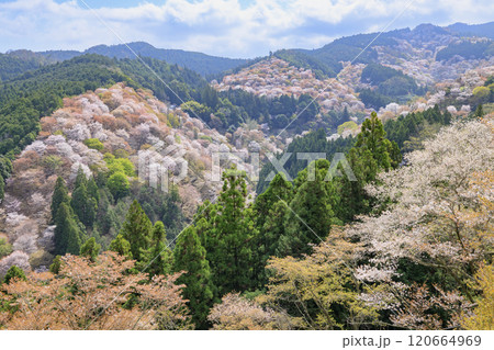 桜満開の世界遺産 早朝の吉野山 桜満開の世界遺産 早朝の吉野山 120664969