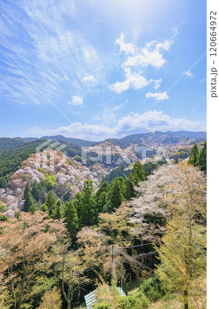 桜満開の世界遺産　早朝の吉野山 120664972