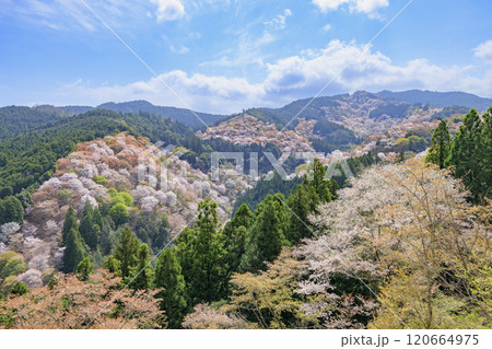 桜満開の世界遺産 早朝の吉野山 桜満開の世界遺産 早朝の吉野山 120664975