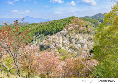 桜満開の世界遺産　早朝の吉野山 120664985