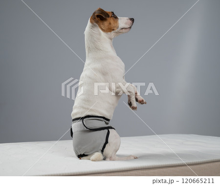 Jack Russell Terrier Dog on Bed in Reusable Diapers.  120665211