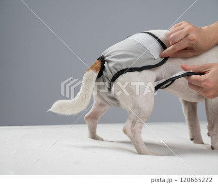 Caucasian woman puts panties on a dog. 120665222