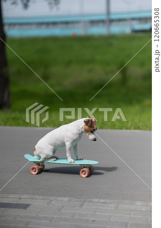 Jack Russell Terrier dog rides a penny board in the park. Vertical photo. Jack Russell Terrier dog rides a penny board in the park. Vertical photo. 120665308