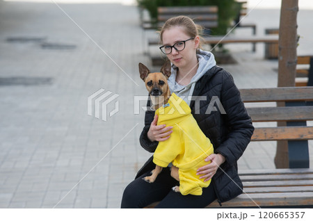 A young Caucasian woman is walking with a Russian toy terrier. The owner with a dog in a jacket sits on a bench. A young Caucasian woman is walking with a Russian toy terrier. The owner with a dog in a jacket sits on a bench. 120665357