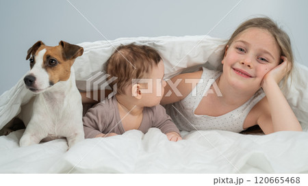 A little girl and her five-month-old brother and Jack Russell Terrier dog lie wrapped in a blanket.  120665468