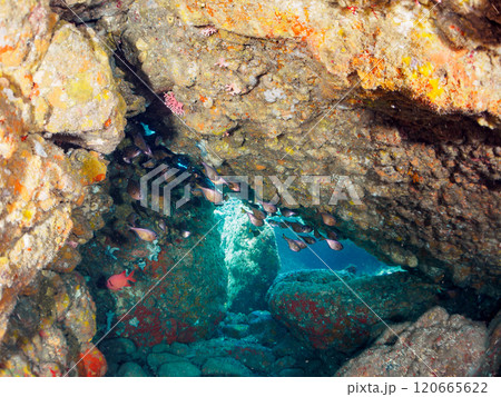 水中洞窟にいる、美しいナミマツカサ、ゴマヒレキント、ミナミハタンポ他 賀茂郡南伊豆町中木ヒリゾ浜 120665622