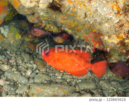 水中洞窟にいる、美しいナミマツカサ、ゴマヒレキント、ミナミハタンポ他 賀茂郡南伊豆町中木ヒリゾ浜 120665628