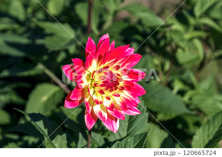 昼の陽光を浴びて元気に咲いている秋の妖精ダリア 120665724