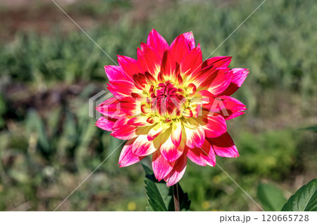 昼の陽光を浴びて元気に咲いている秋の妖精ダリア 昼の陽光を浴びて元気に咲いている秋の妖精ダリア 120665728