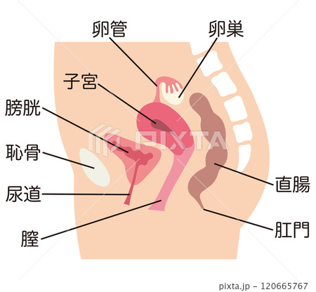 子宮 女性生殖器の断面図 婦人病 医療 子宮 女性生殖器の断面図 婦人病 医療 120665767