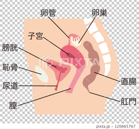 子宮 女性生殖器の断面図 婦人病 医療 子宮 女性生殖器の断面図 婦人病 医療 120665767