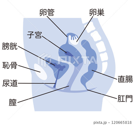 子宮　女性生殖器の断面図　婦人病　医療 120665818