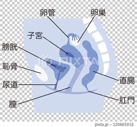 子宮　女性生殖器の断面図　婦人病　医療 120665818