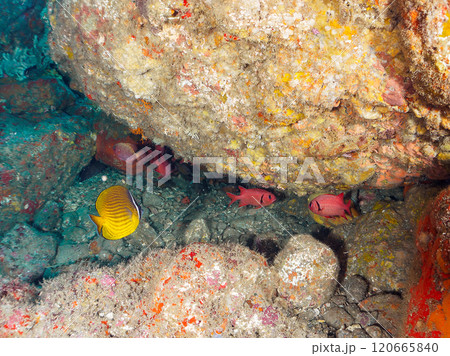 水中洞窟にいる、美しいゴマヒレキントキ、ナミマツカサ、ミナミハタンポ、チョウチョウウオ他 ヒリゾ浜 120665840